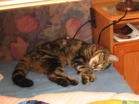 Mon chat